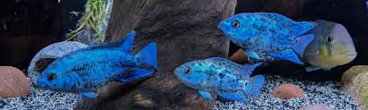 Electric Blue Jack Dempsey Nandopsis Octofasciatum Var Electric Blue Species Profile Aquariumdomain Com