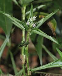 Image result for Floscopa sp.no.1