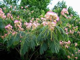 Mimosa Tree Mimosa Tree Plants Tree