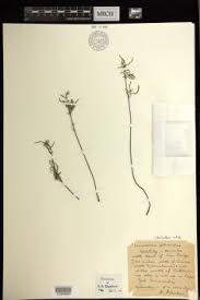 Image result for Cheilanthes botswanae