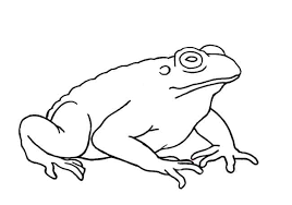 If you have time and access to a body of water, try going out and exploring the chance. How To Draw Amphibians Step By Step Easy Animals 2 Draw