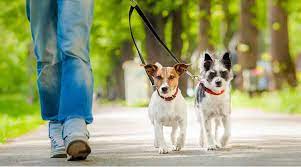 Going forward rover will be my first choice for pet sitting. Pet People Pet Sitting An Alternative To Dog Hotels