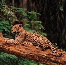 See black jaguar stock video clips. Jaguar The Animal With Strength Elegance Bravery And Royalty
