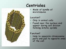 Maybe you would like to learn more about one of these? Cell Structure And Function Plant Cell Animal Cell