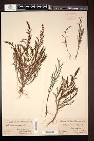 Image result for Salicornia pachystachya