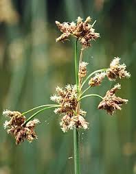 Image result for Schoenoplectus sp.no.1