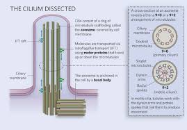 Cilium Structure Cell Membrane Membrane Organelles