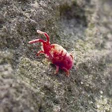 Clover mites might be searching for a new host plant, moving as a colony. How To Get Rid Of Clover Mites The Tiny Red Bugs