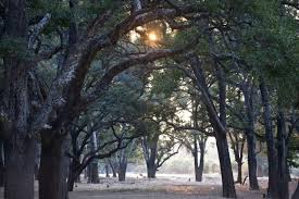 Image result for Diospyros crassiflora