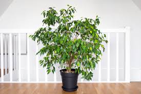 Image result for Ficus benjamina