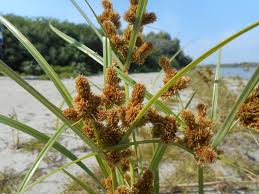 Image result for Pycreus chrysanthus