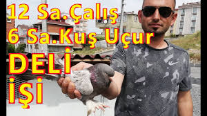 Deli Isi Oyun Kusu Seyisi Serdar Cetinkaya Nin Guvercin Kumesi Gebze 534 864 95 32 Youtube