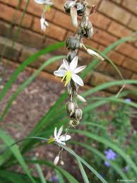 Image result for Chlorophytum africanum