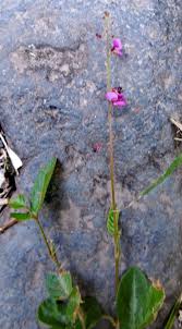 Image result for Alysicarpus zeyheri