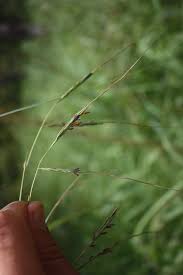 Image result for Hyperthelia dissoluta