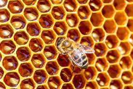 She stays in the hive all day. Bee Facts And Myths Terminix