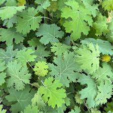 Image result for Macleaya