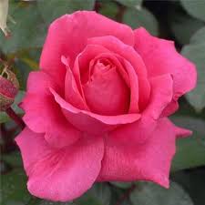 Vendita di Rose