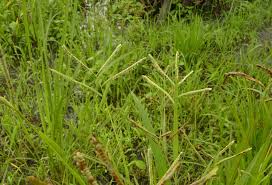 Image result for Paspalum scrobiculatum