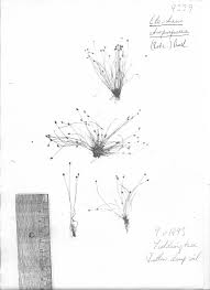 Image result for Eleocharis atropurpurea