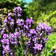 Bei der pflanzung von lavendel sind dem hobbygärtner keine grenzen gesetzt, denn der lavendelstrauch gedeiht sowohl im beet als auch im kübel und verträgt anhaltende trockenheit ebenso gut wie staunässe. Gartentechnik De