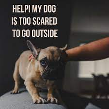 Why Is My Dog Scared Of Going Outside Pethelpful