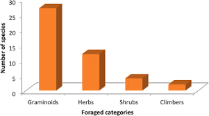Image result for Diplolophium africanum