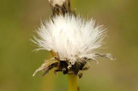Image result for Crepis newii