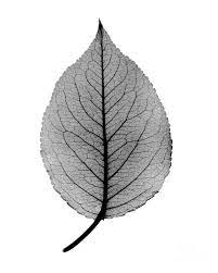 Ships from and sold by amazon.com. X Ray Of Pear Leaf Photograph By Bert Myers