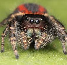 Affordable pest control in toronto. One Hour Pest Control In Nj Pest Control Exterminators In New Jersey Bloomfield Nutley Belleville West Orange East Orange Newark Montclair Cedar Grove Freehold Nj 24 Hour Pest Control In