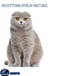 2 Scottish Fold Cat القط الاسكتلندي Scottish Fold Cats Types Of Cats