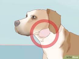 Mating ties are normal in dogs and may serve some … 3 Ways To Deal With Common Mating Problems In Dogs Wikihow Pet