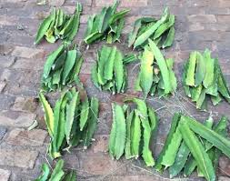 Check spelling or type a new query. Dragon Fruit Farming Information Guide Asia Farming