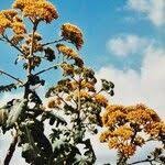 Image result for Solanecio