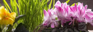 Réaliser une jardinière d'automne : Composer Une Jardiniere De Printemps 7 Idees Promesse De Fleurs