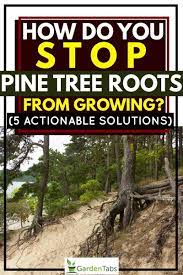 This tree will grow well even in full shade, but growth will be faster and denser in full sun. How Do You Stop Pine Tree Roots From Growing 5 Actionable Solutions Garden Tabs