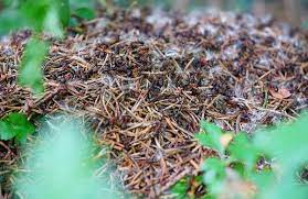 comment detruire un nid de fourmis sur gazon nid de fourmis fourmis trucs et astuces jardinage