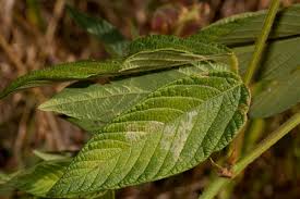 Image result for Eriosema montanum