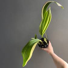 Image result for Aspidistra elatior