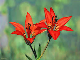 Wood Lily Lilium Philadelphicum Liliaceae Lily Family Lilium Plants Lily