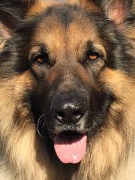 Purebred german shepherd for sale at a cheaper price. Pin On German Shepherd Dogs