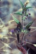 Image result for Tricliceras lanceolatum