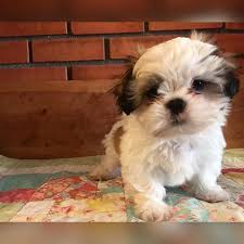 It's recommended to get your shih tzu used to having their mouth, ears, and paws handled as a puppy and rewarding them for grooming sessions. Shih Tzu Puppies For Sale In Rhode Island In Providence Rhode Island Puppies For Sale Near Me