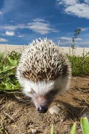 Igel Im Garten Wissenswertes Und Wichtige Tipps Igel Im Garten Verruckte Tiere Und Igel
