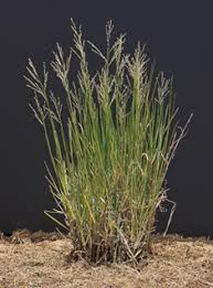 Image result for Panicum repens