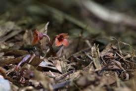 Image result for Gastrodia ballii