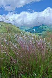 Image result for Elionurus