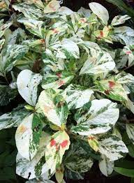 Persicaria Virginiana Painter S Palette Foliage Plants Variegated Plants Planting Flowers