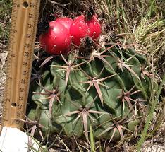 Cow's tongue cactus, cow tongue prickly pear synonym(s): Foraging Texas Horse Crippler Cactus