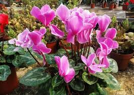 I have a south facing room, with the cyclamen roughly in the middle. Causes Of Leaf Yellowing And Treatment Of Cyclamen Persicum Mill Rayagarden